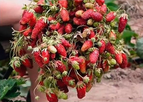 strawberries10