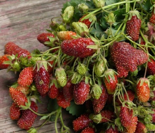 strawberries3