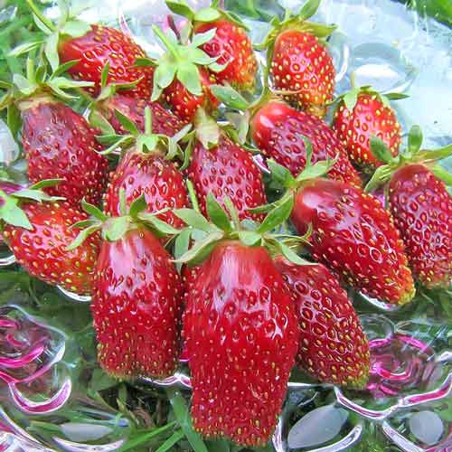 strawberries8