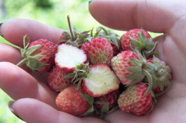 strawberries9
