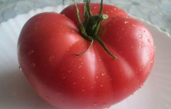 tomato6-1
