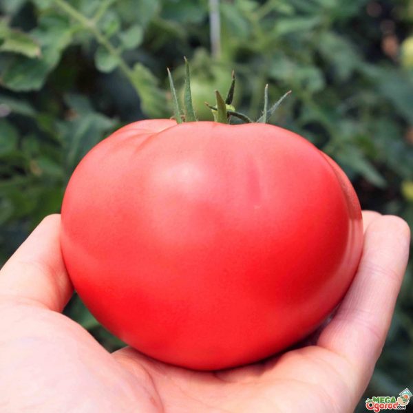 tomato9-1