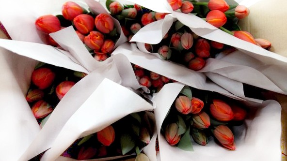 tulips5