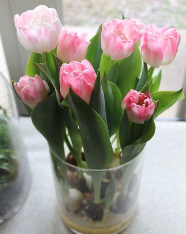tulips6