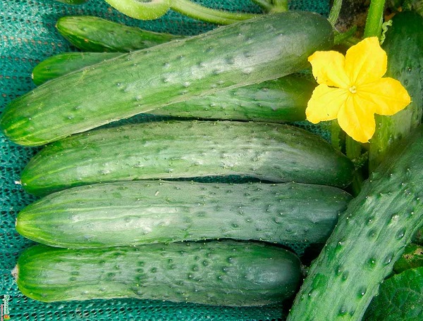 cucumbers8