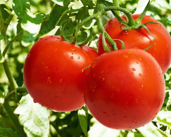tomato9