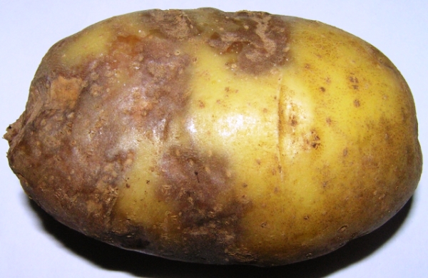 potato_fitoftoroz3
