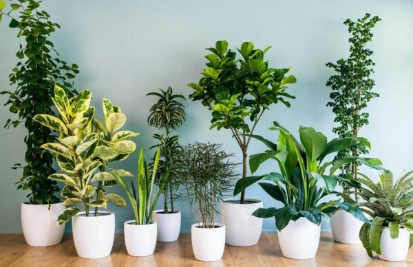 house_plants