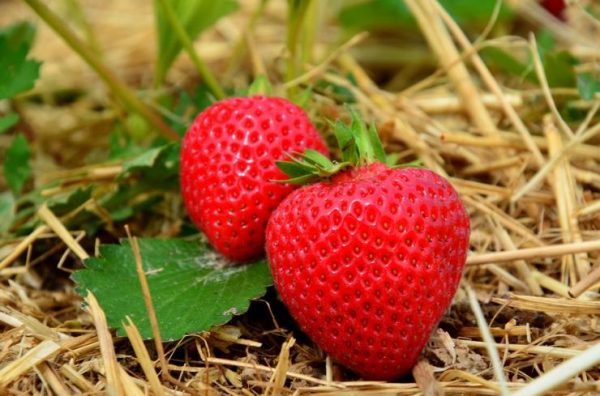 strawberries8