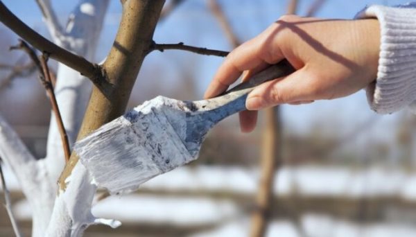 Арбо-Флекс – надежная защита молодых деревьев от морозобоин и солнечных ожогов