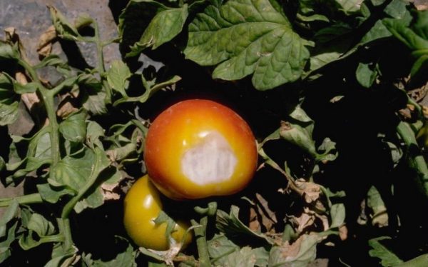 tonkosti_virashivaniya_pomidor-1